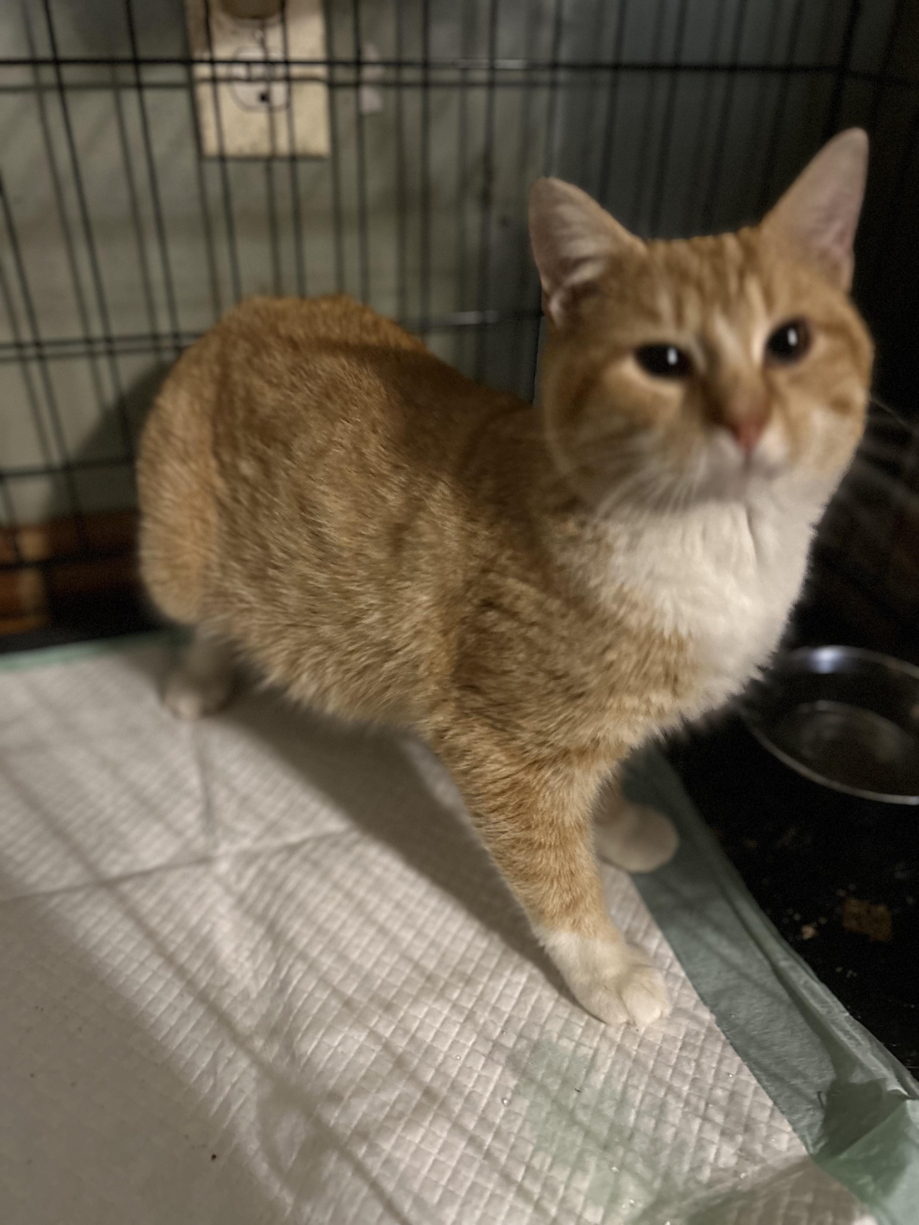 Enlarge Bobby, a Adopted American Bobtail in Greenfield, TN image 2/2