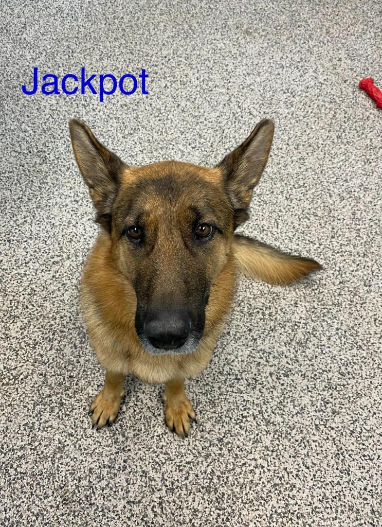 Jackpot, Adoptable, Adult Male German Shepherd Dog.