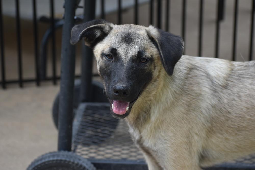 Enlarge Skye, a Adoptable mixed breed in Newton, TX image 1/2