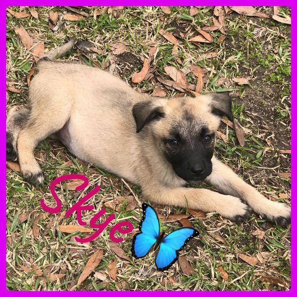 Enlarge Skye, a Adoptable mixed breed in Newton, TX image 2/2