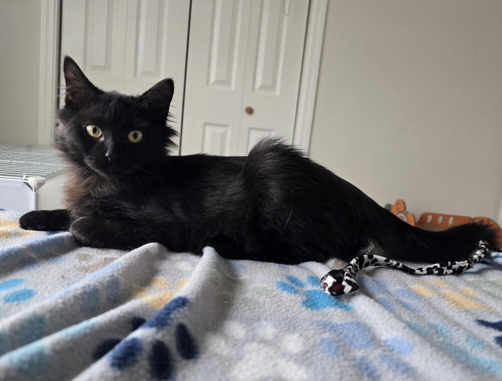 Enlarge Happy Happy, a Adoptable Domestic Long Hair in Fort Walton Beach, FL image 2/2