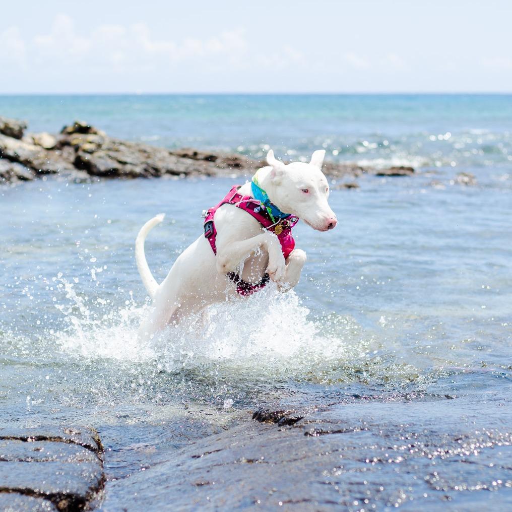 Peppa, a Adoptable Mixed Breed in Kailua Kona, HI image 1/6