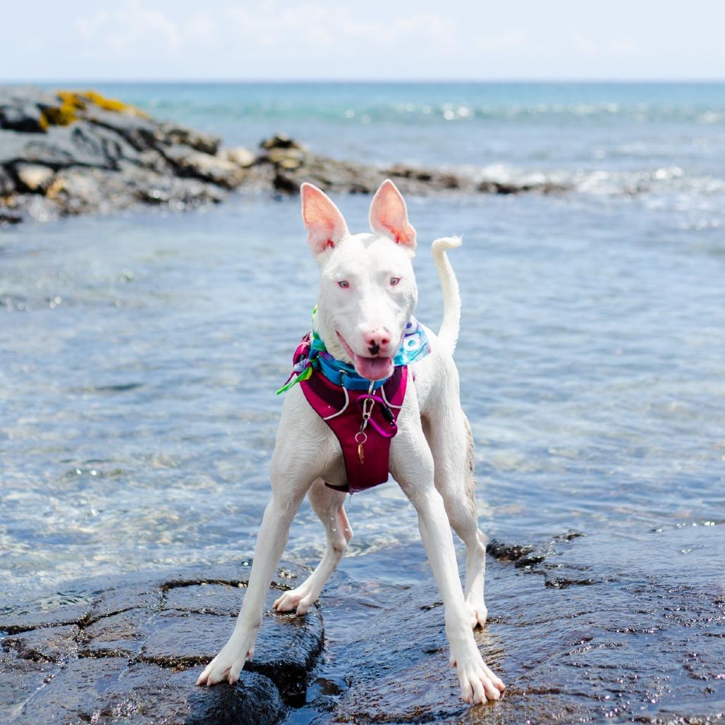 Peppa, a Adoptable Mixed Breed in Kailua Kona, HI image 2/6