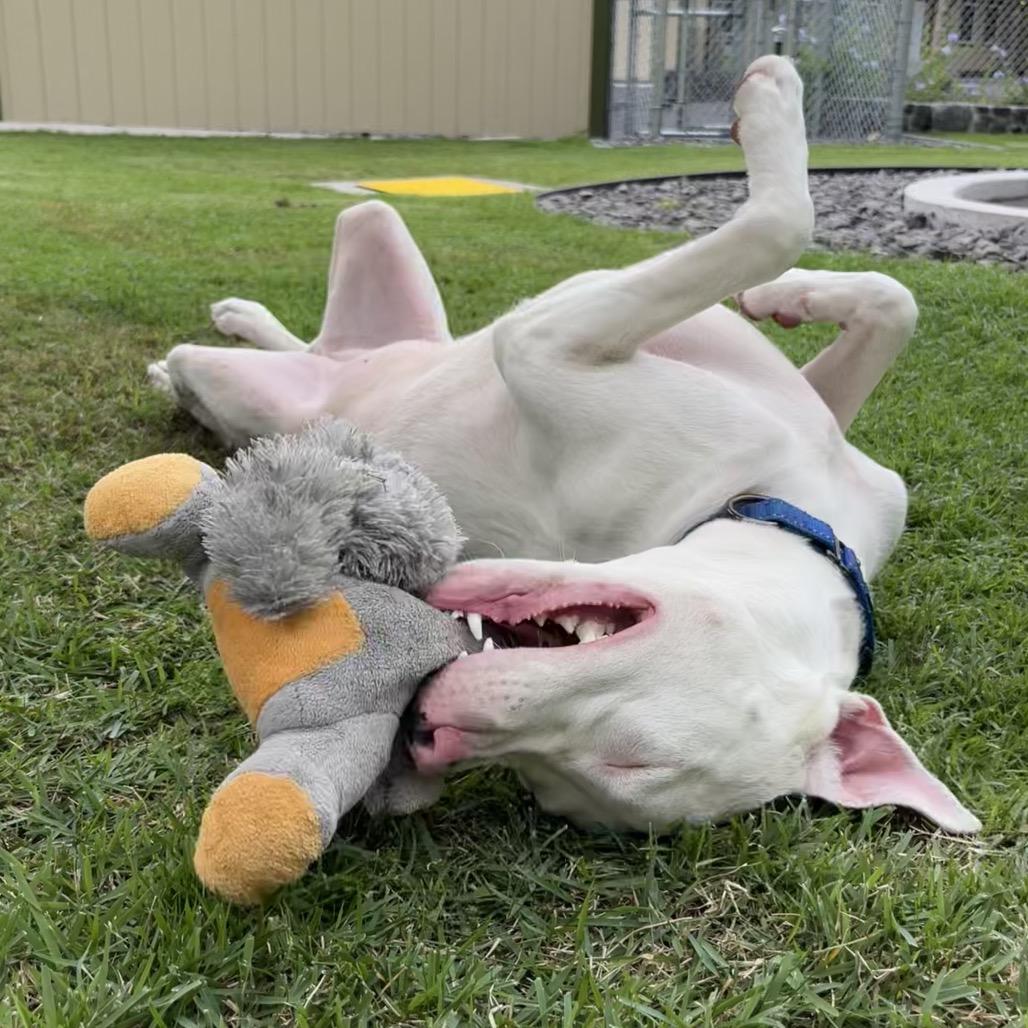 Peppa, a Adoptable Mixed Breed in Kailua Kona, HI image 3/6