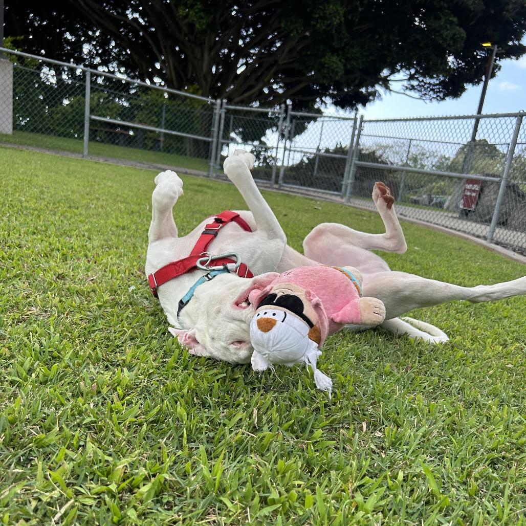 Peppa, a Adoptable Mixed Breed in Kailua Kona, HI image 4/6