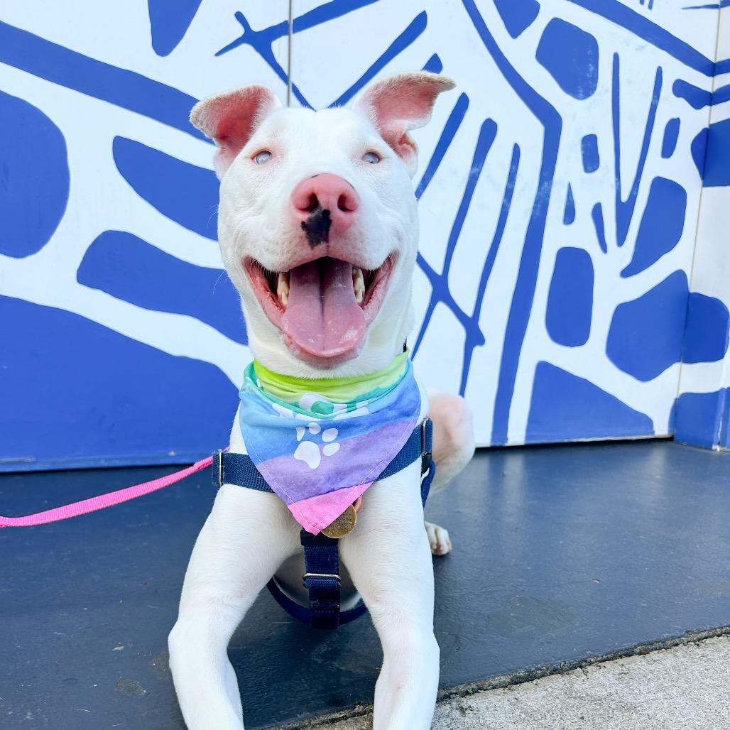 Peppa, a Adoptable Mixed Breed in Kailua Kona, HI image 5/5