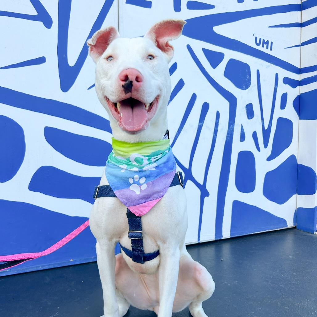 Peppa, a Adoptable Mixed Breed in Kailua Kona, HI image 5/6