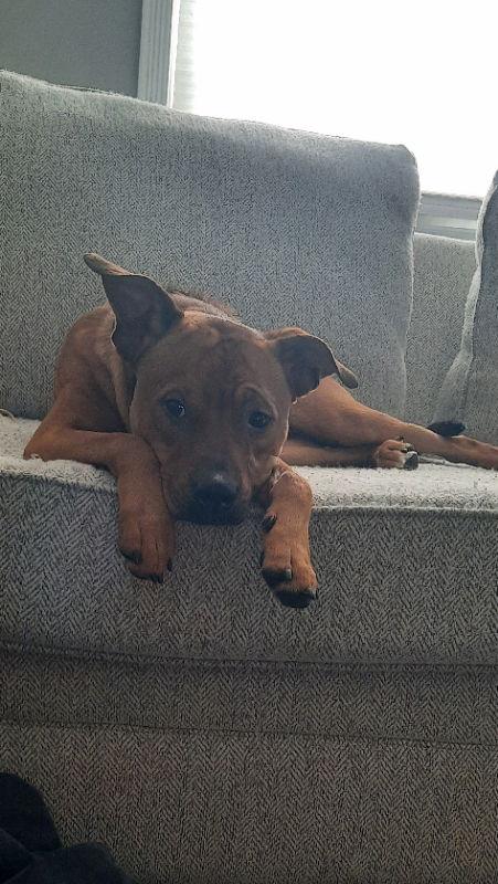 Rooney, Adoptable, Young Male Pit Bull Terrier & Boxer.