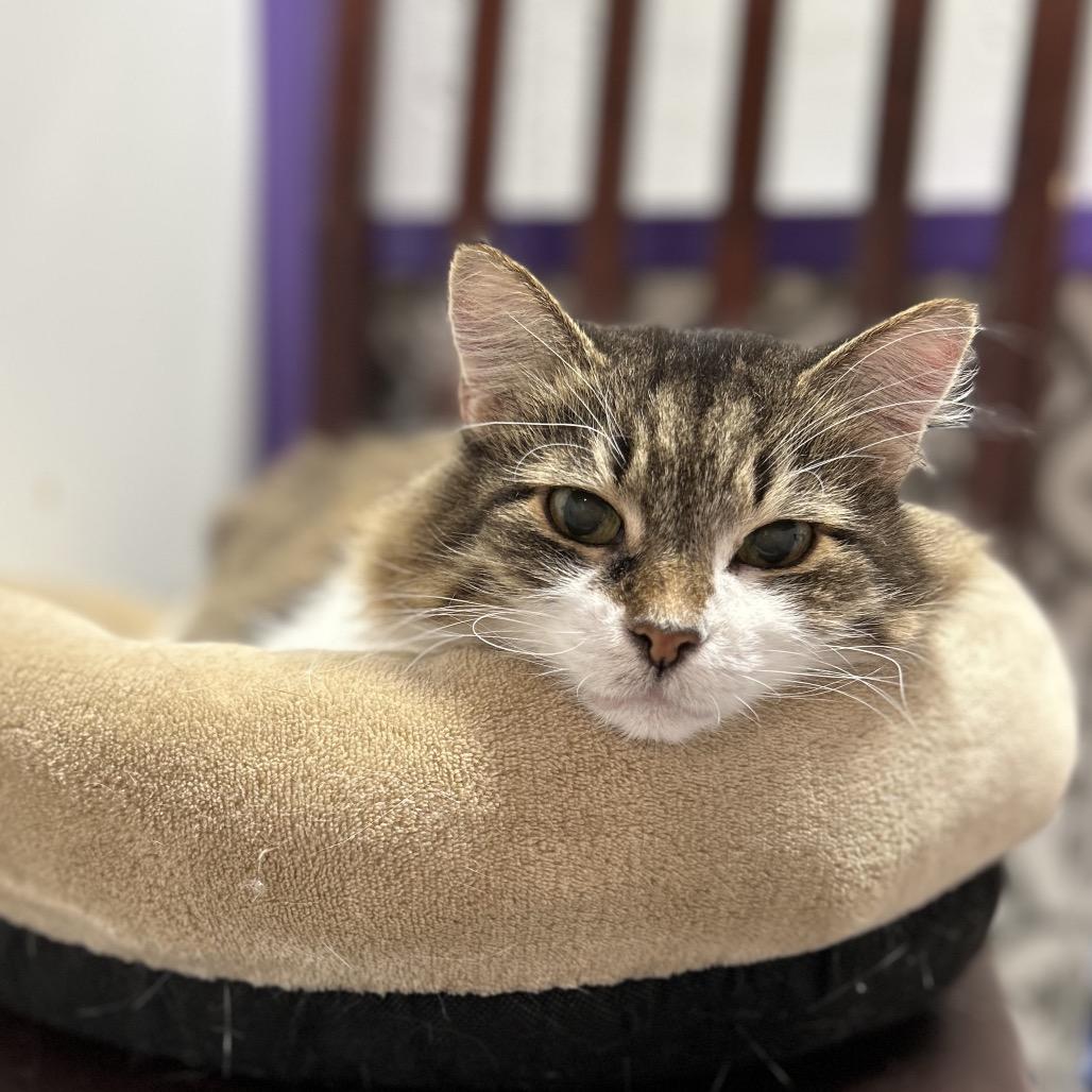 Bella, Adoptable, Senior Female Domestic Long Hair & Siberian.