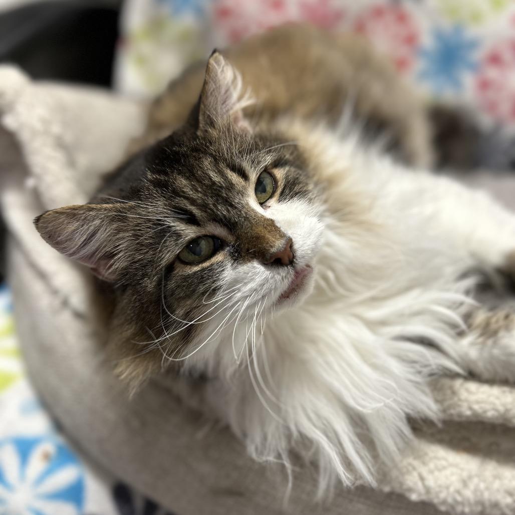 Bella, Adoptable, Senior Female Domestic Long Hair & Siberian.