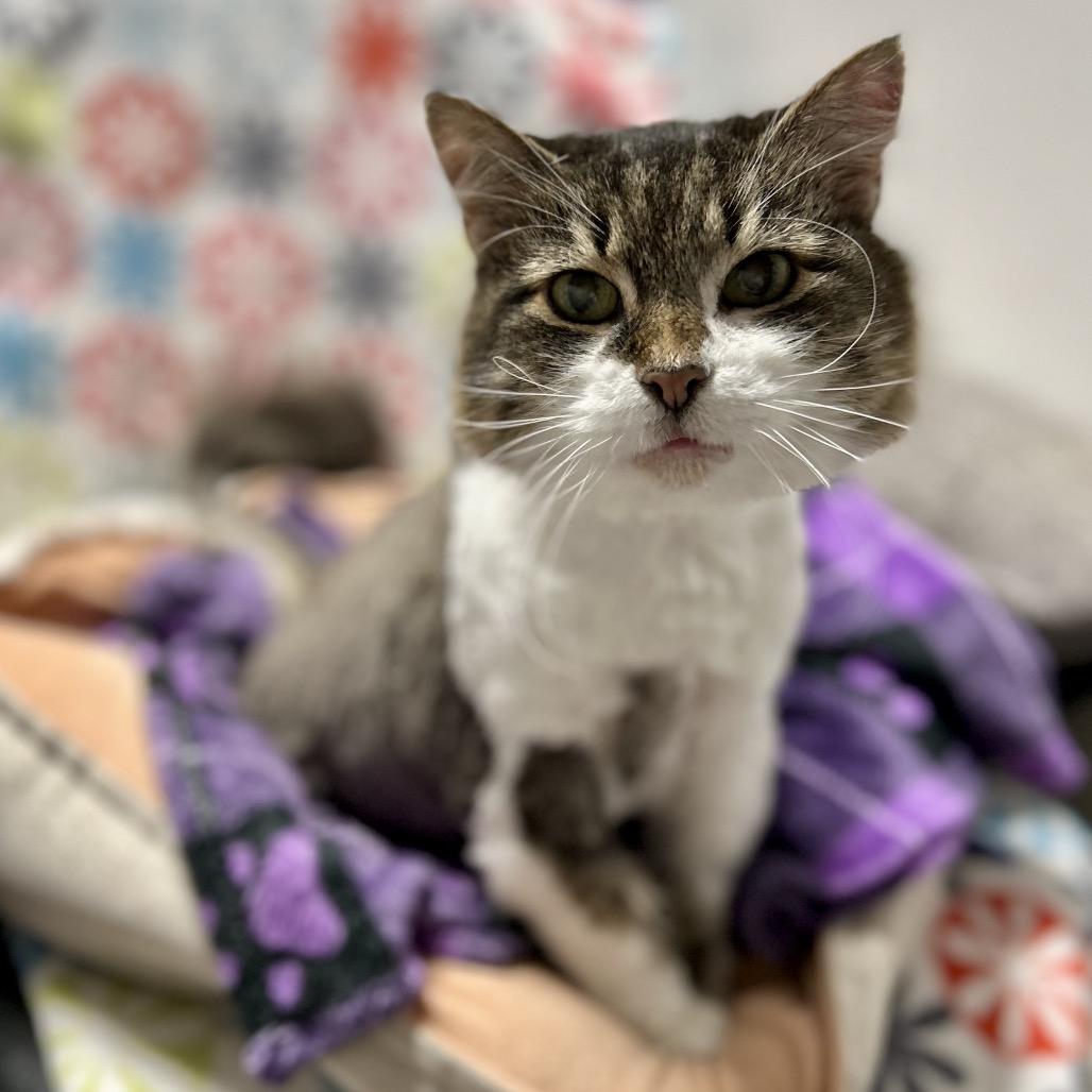 Bella, a Adoptable mixed breed in Bountiful, UT image 2/4