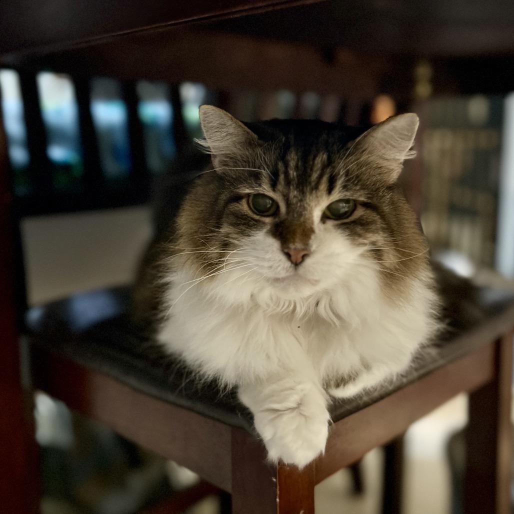 Enlarge Bella, a Adoptable mixed breed in Bountiful, UT image 5/5