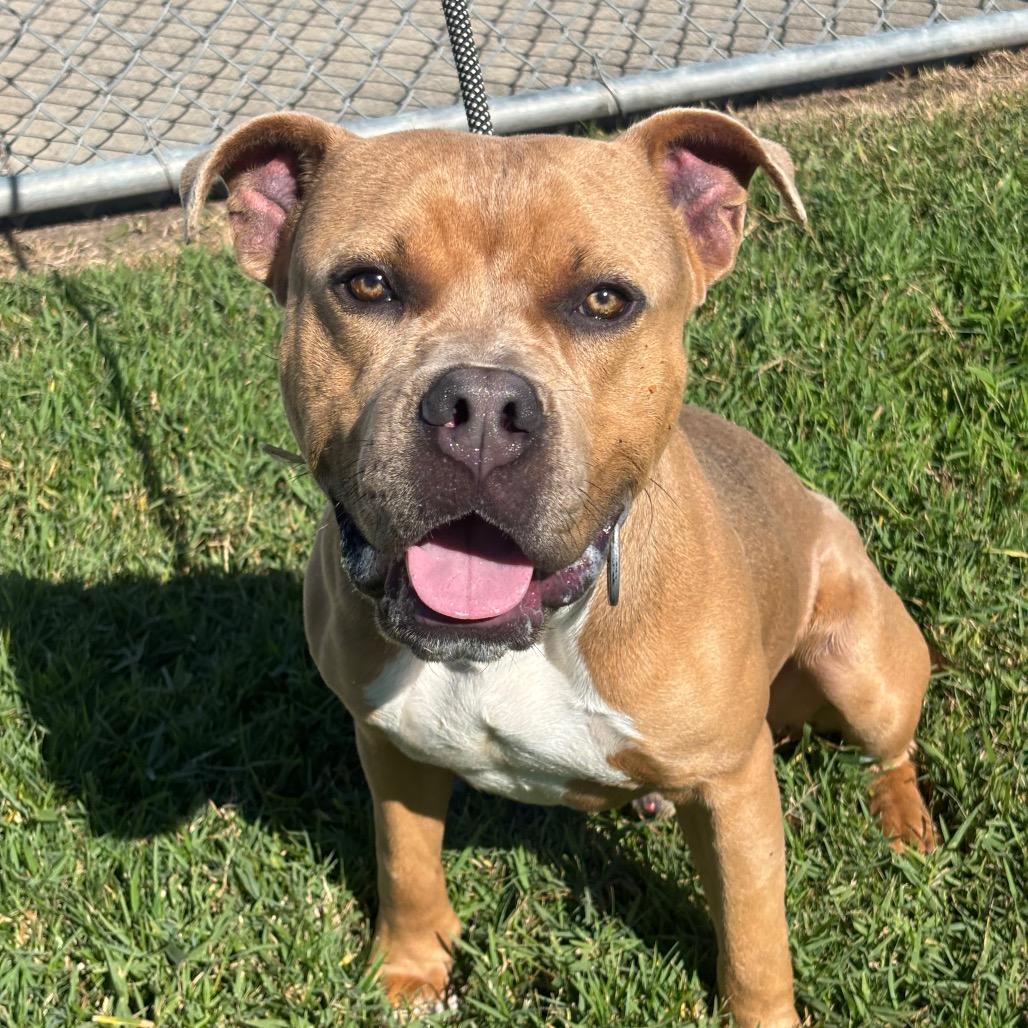 Cheese, a Adoptable mixed breed in League City, TX image 4/4