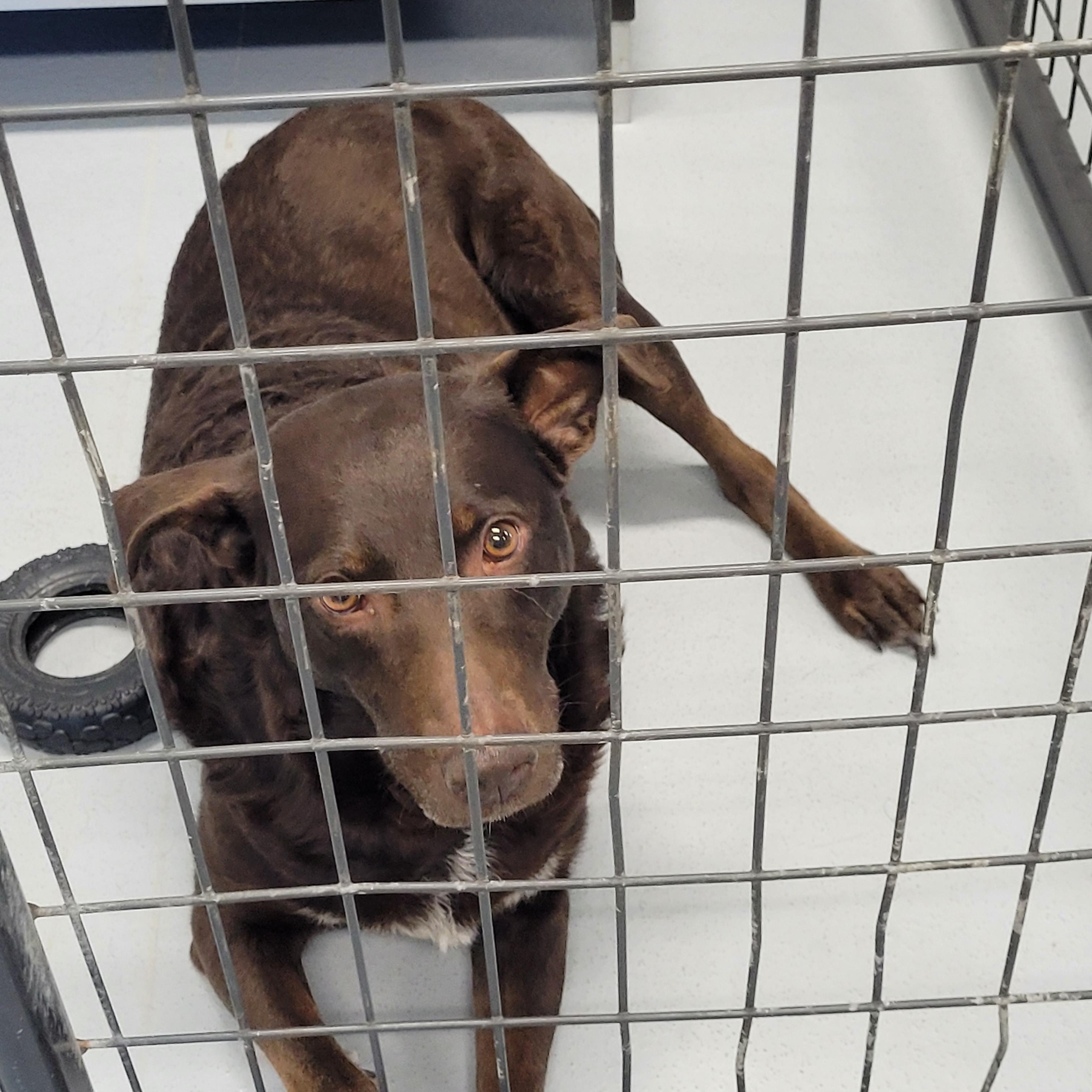 Enlarge Mustang Sally, a ADOPTABLE Chocolate Labrador Retriever in Morris, MN image 2/3
