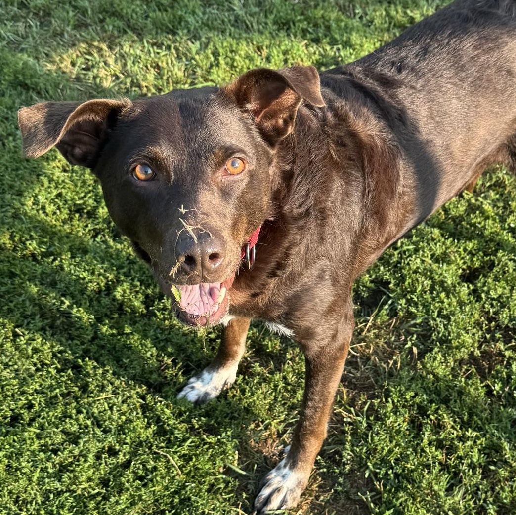 Mustang Sally, a ADOPTABLE Chocolate Labrador Retriever in Morris, MN image 1/6