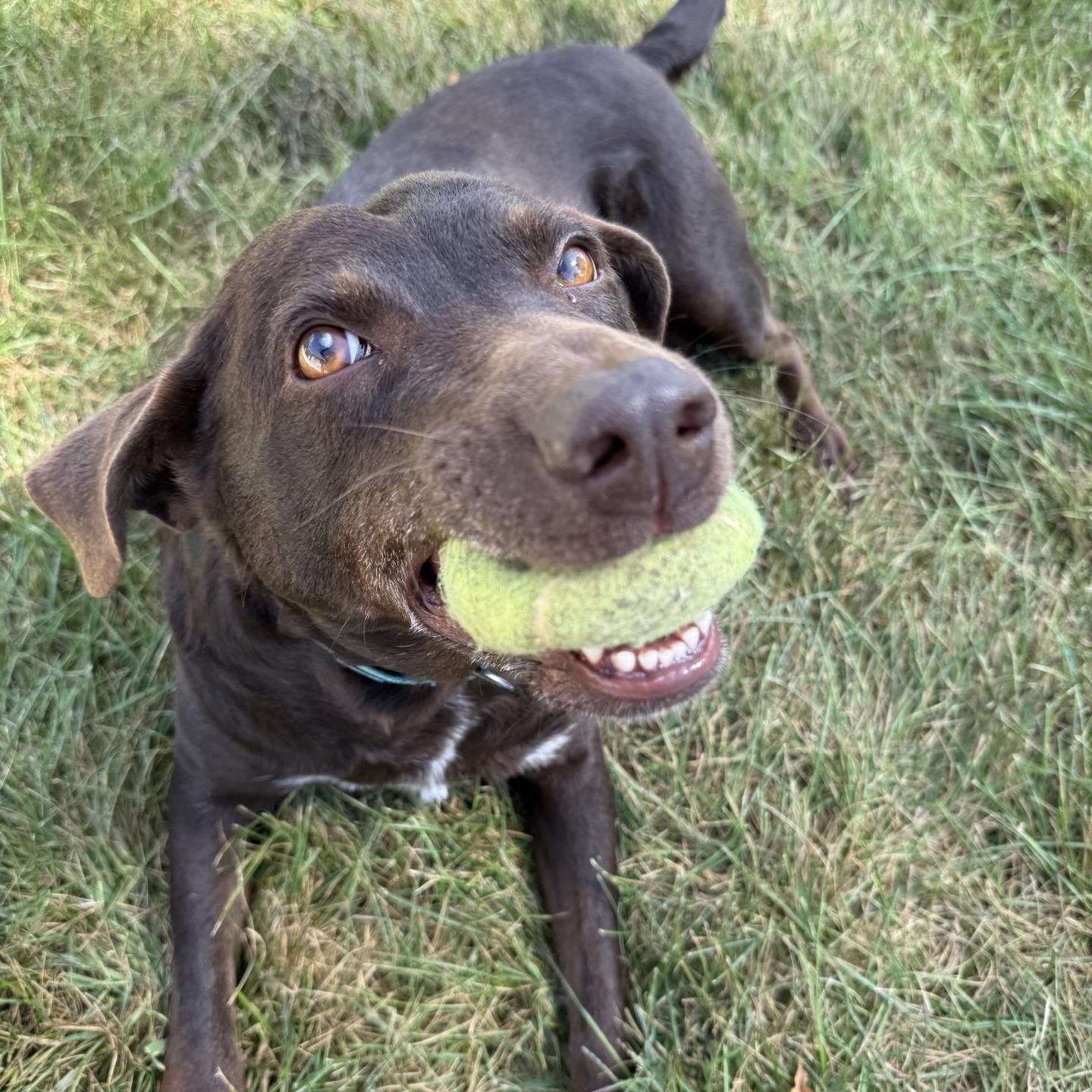 Enlarge Mustang Sally, a ADOPTABLE Chocolate Labrador Retriever in Morris, MN image 2/6