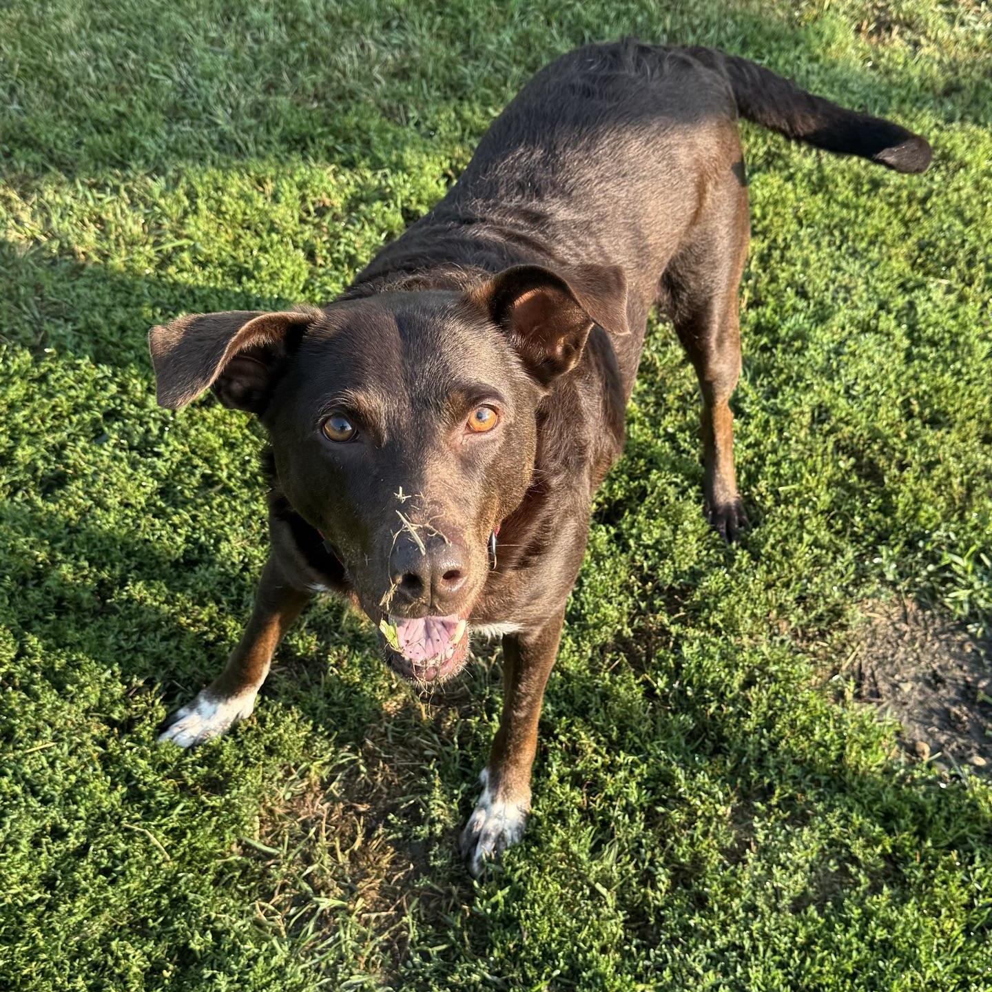 Mustang Sally, a ADOPTABLE Chocolate Labrador Retriever in Morris, MN image 3/6