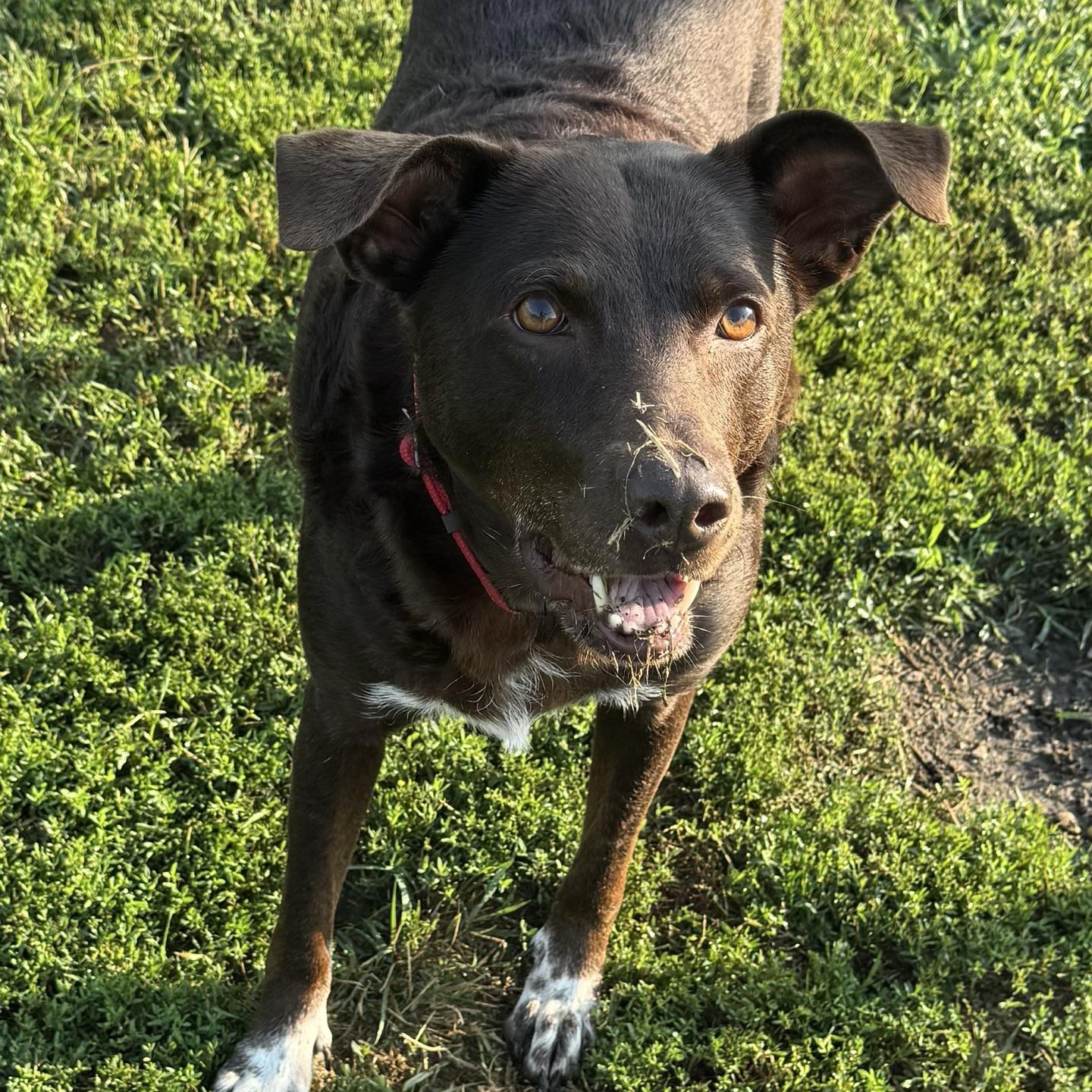 Mustang Sally, a ADOPTABLE Chocolate Labrador Retriever in Morris, MN image 2/6