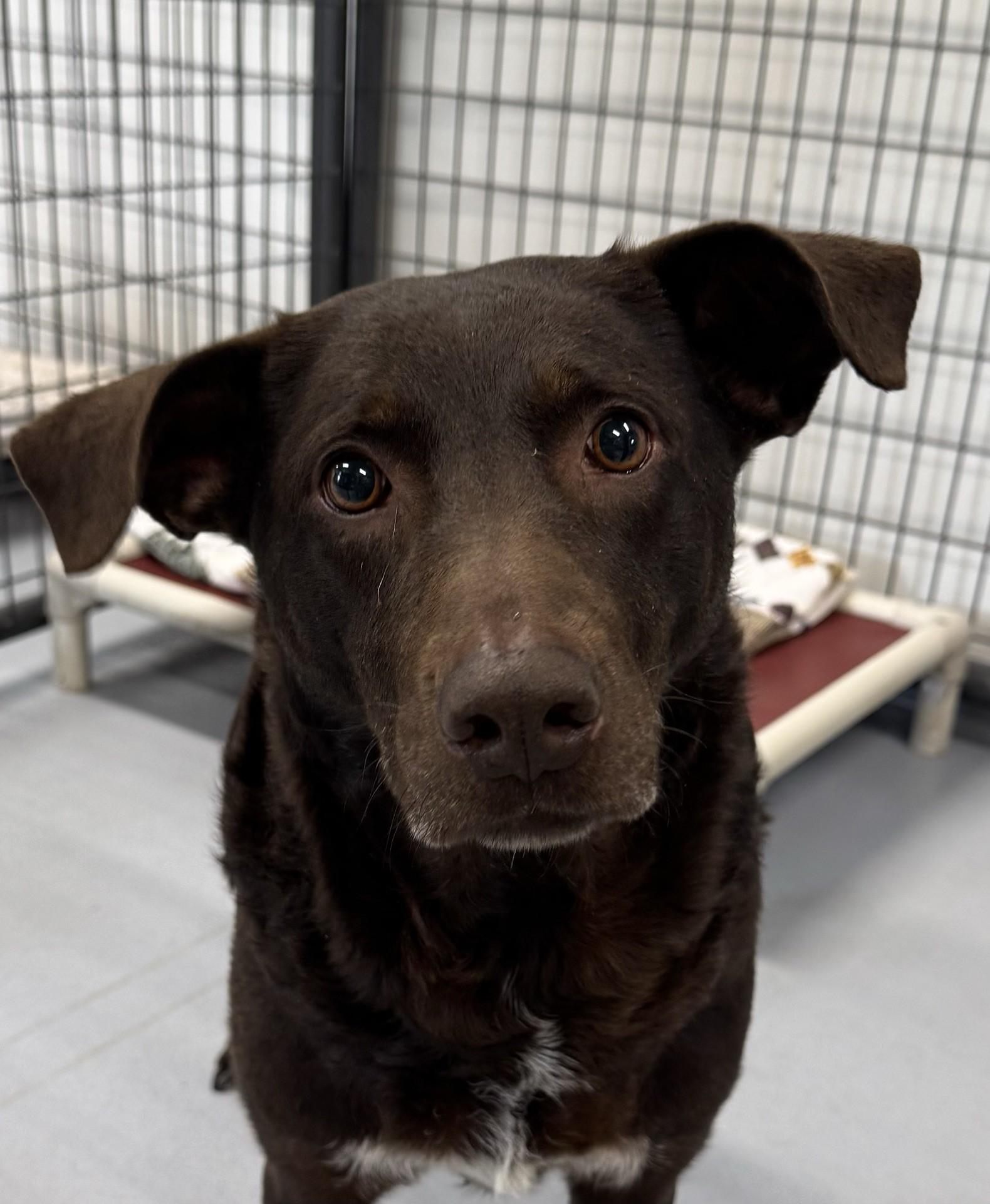 Mustang Sally, ADOPTABLE, Adult Female Chocolate Labrador Retriever.