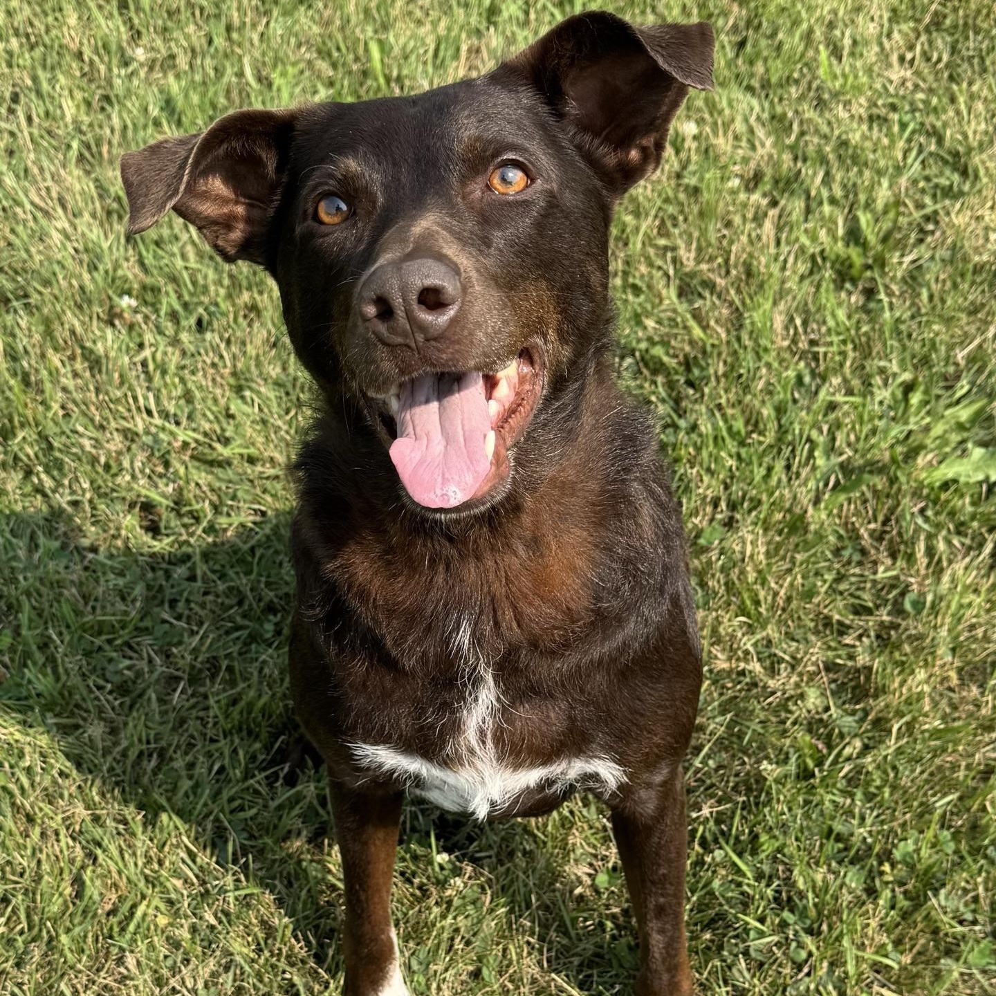 Mustang Sally, ADOPTABLE, Adult Female Chocolate Labrador Retriever.