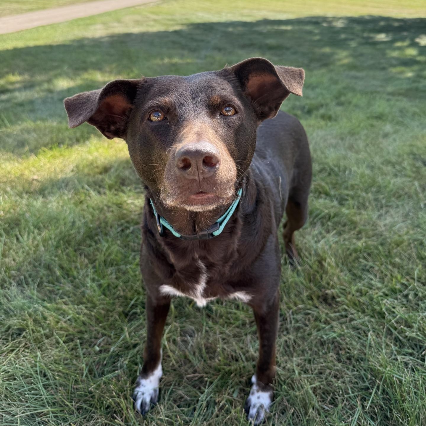 Mustang Sally, ADOPTABLE, Adult Female Chocolate Labrador Retriever.
