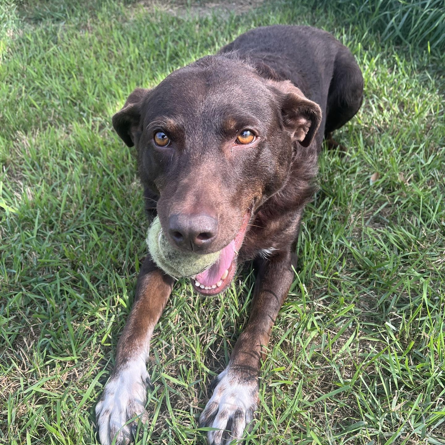 Enlarge Mustang Sally, a ADOPTABLE Chocolate Labrador Retriever in Morris, MN image 4/6