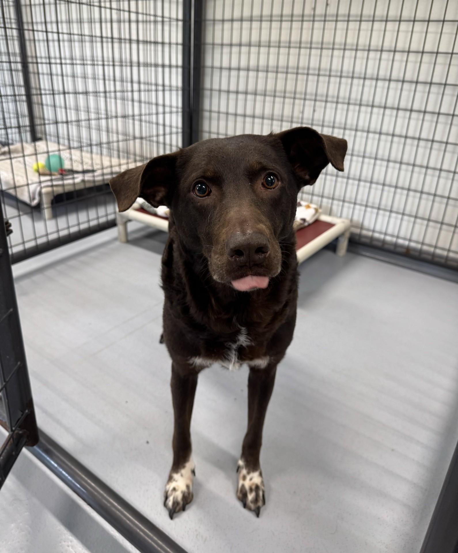 Enlarge Mustang Sally, a ADOPTABLE Chocolate Labrador Retriever in Morris, MN image 3/3