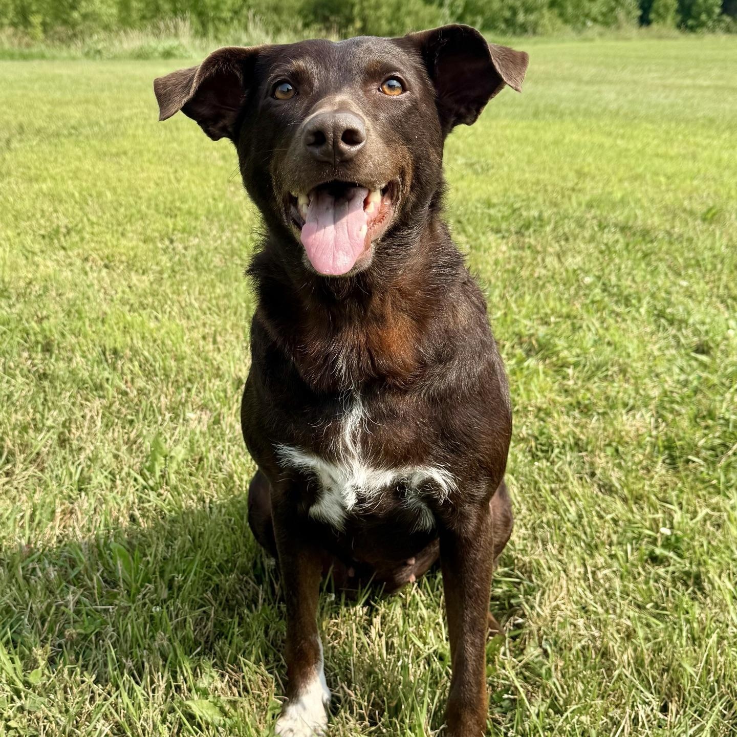 Enlarge Mustang Sally, a ADOPTABLE Chocolate Labrador Retriever in Morris, MN image 6/6