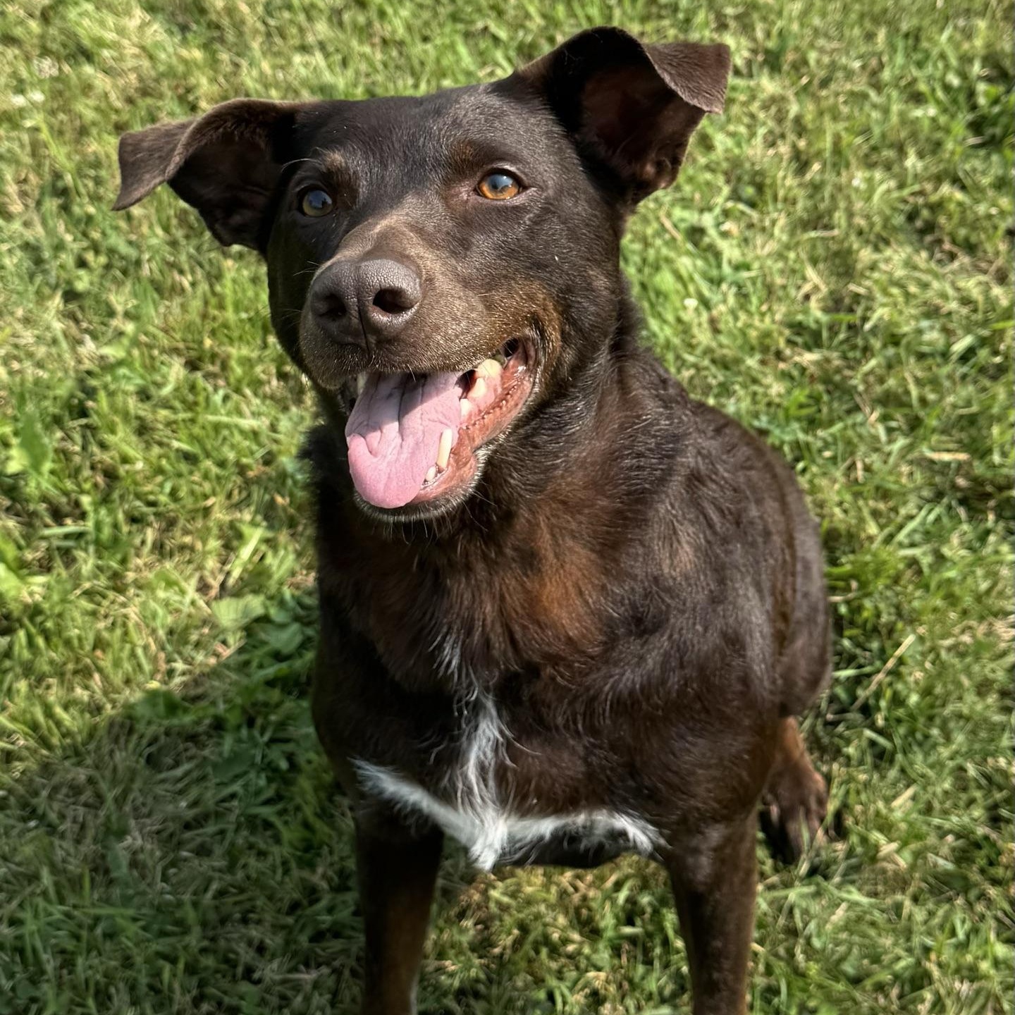 Enlarge Mustang Sally, a ADOPTABLE Chocolate Labrador Retriever in Morris, MN image 2/6