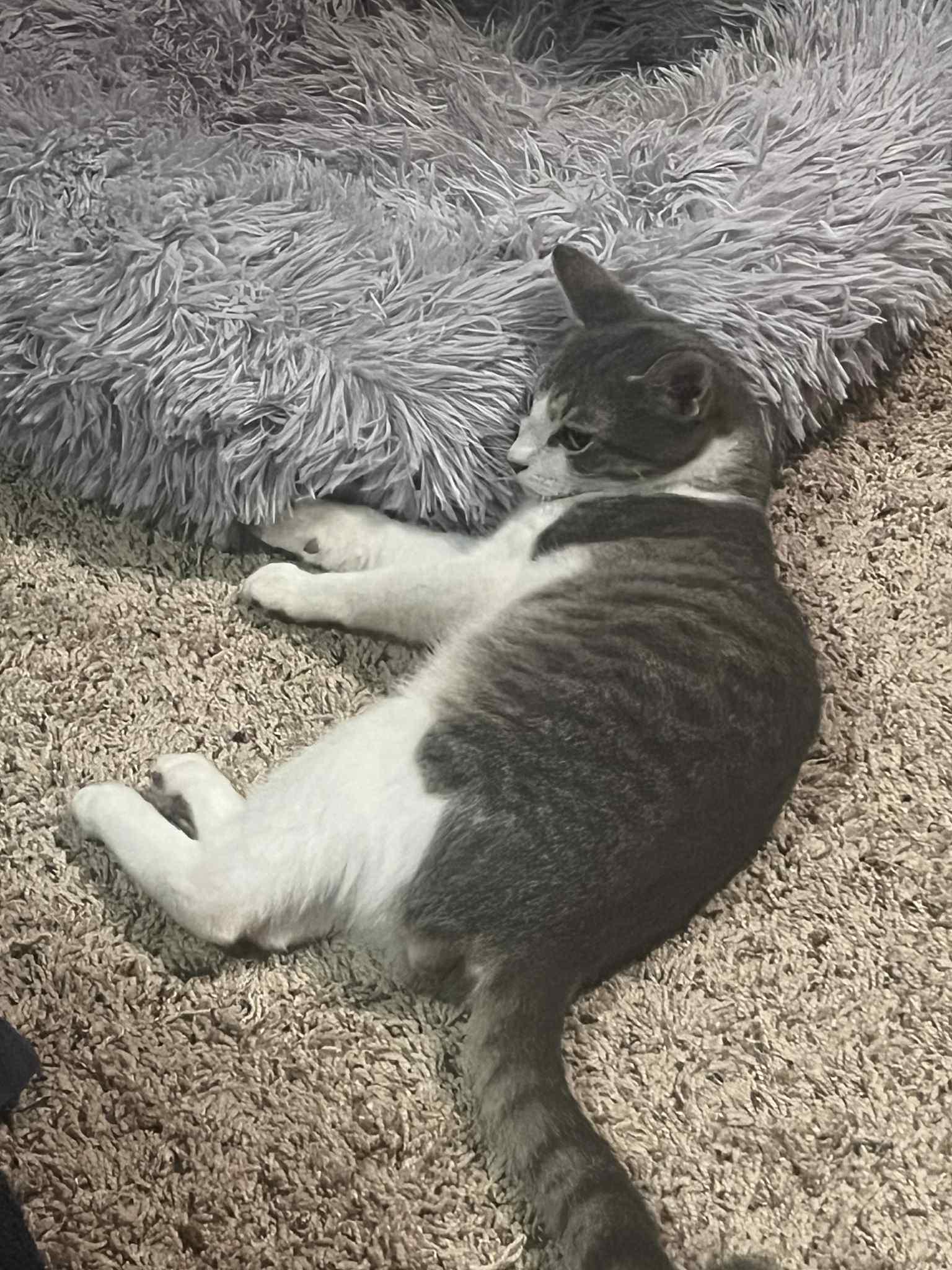 Fitz, a Adoptable Domestic Short Hair in Edmond, OK image 5/6