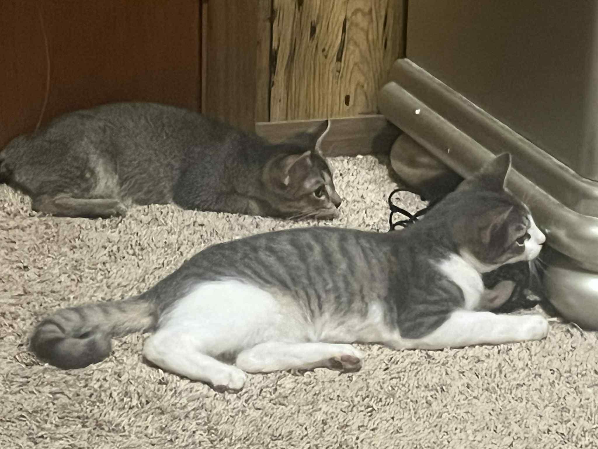 Fitz, a Adoptable Domestic Short Hair in Edmond, OK image 6/6