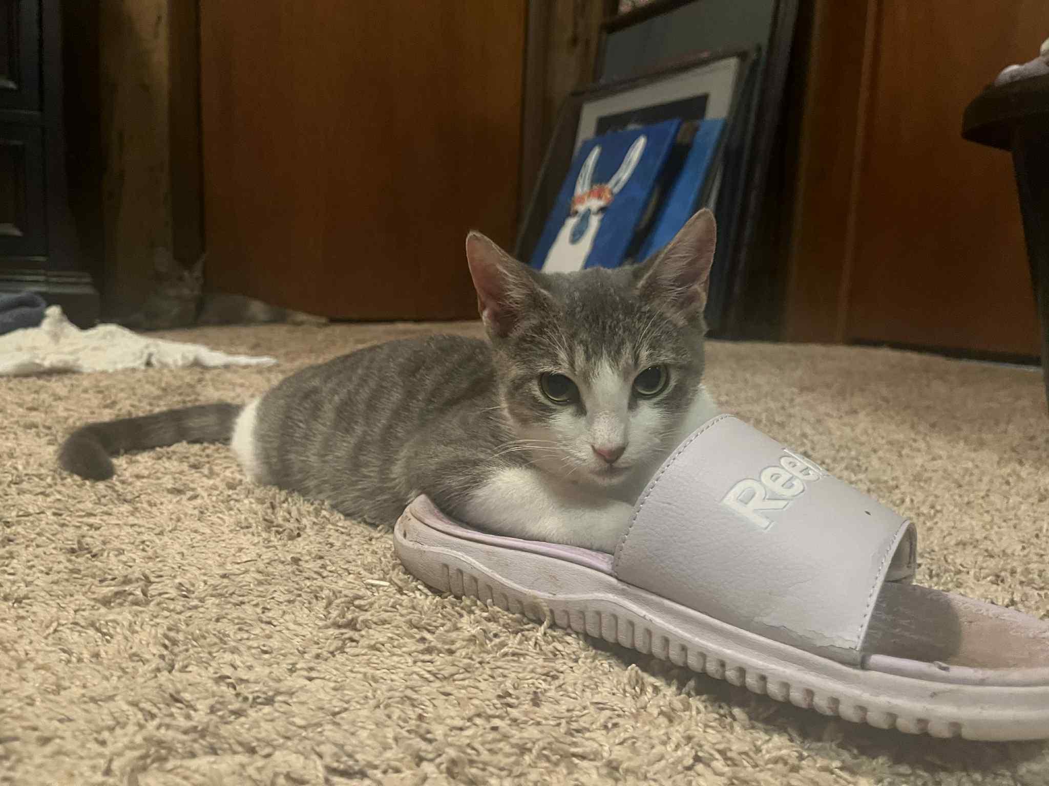 Fitz, a Adoptable Domestic Short Hair in Edmond, OK image 4/6