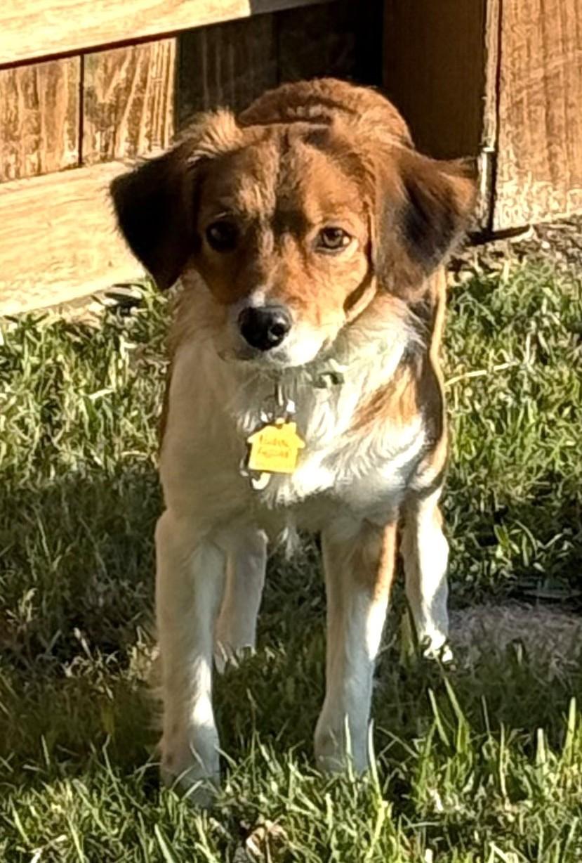 Enlarge Honey, a ADOPTABLE Kooikerhoundje in Plano, TX image 1/6