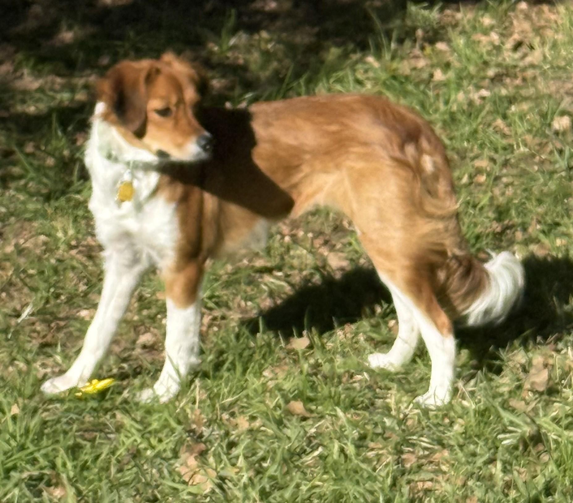 Enlarge Honey, a ADOPTABLE Kooikerhoundje in Plano, TX image 2/6