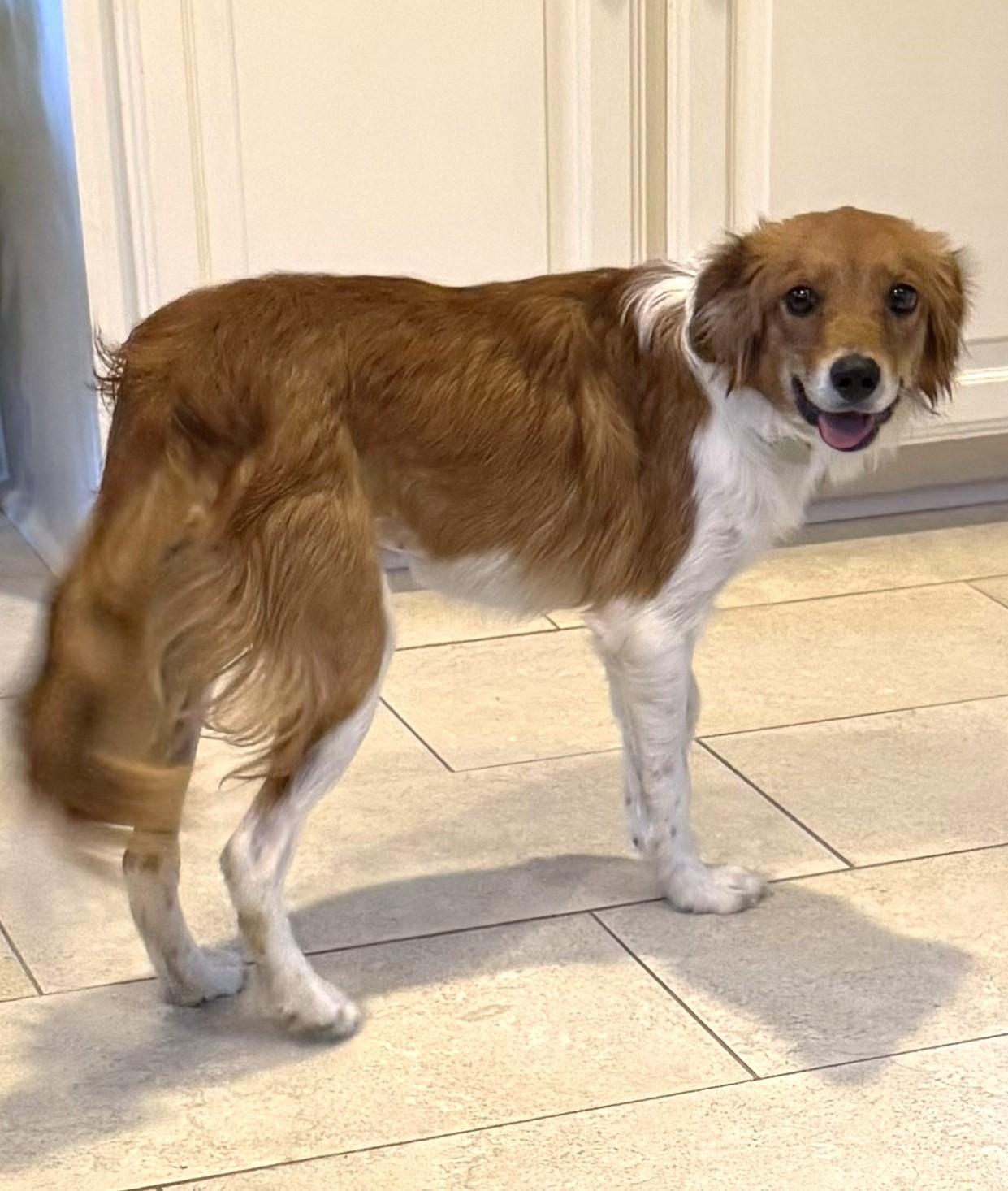 Enlarge Honey, a ADOPTABLE Kooikerhoundje in Plano, TX image 3/6