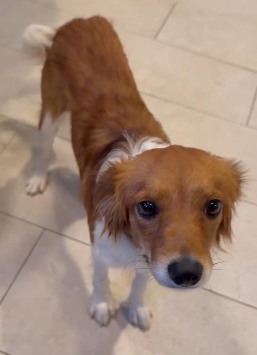 Enlarge Honey, a ADOPTABLE Kooikerhoundje in Plano, TX image 4/6