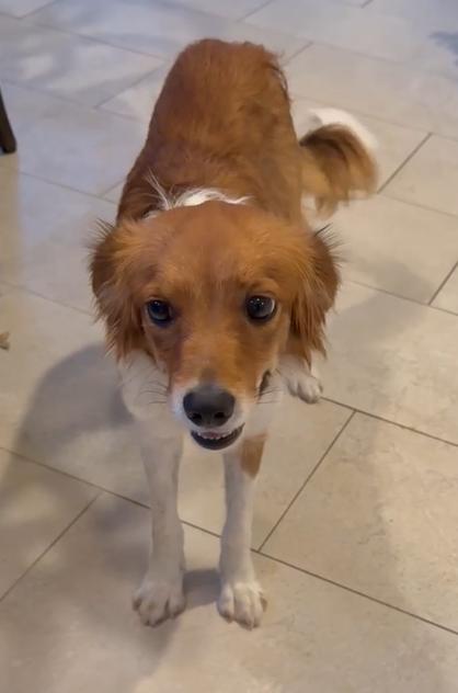 Enlarge Honey, a ADOPTABLE Kooikerhoundje in Plano, TX image 5/6