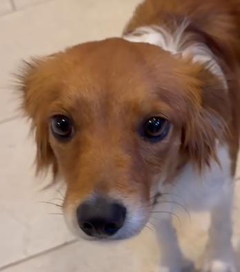 Enlarge Honey, a ADOPTABLE Kooikerhoundje in Plano, TX image 6/6