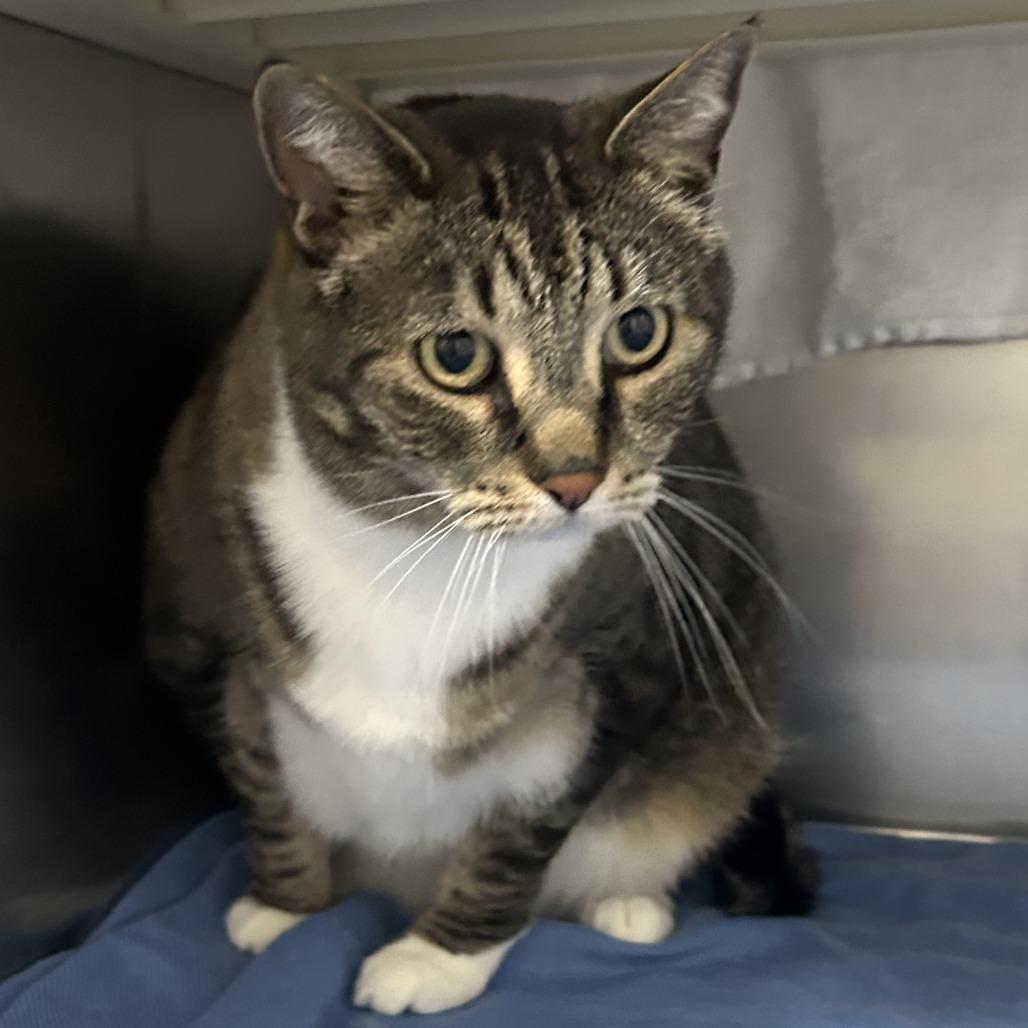 Cricket, Adoptable, Senior Female Domestic Short Hair.