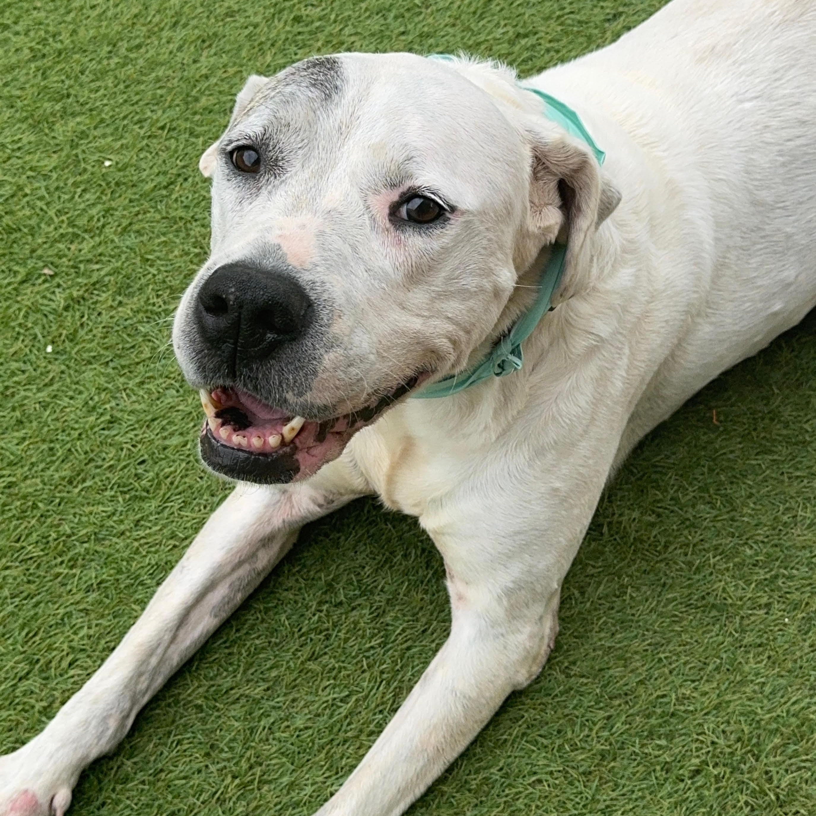 Lily, an adoptable Dogo Argentino, Great Dane in Calumet, MI, 49913 | Photo Image 5