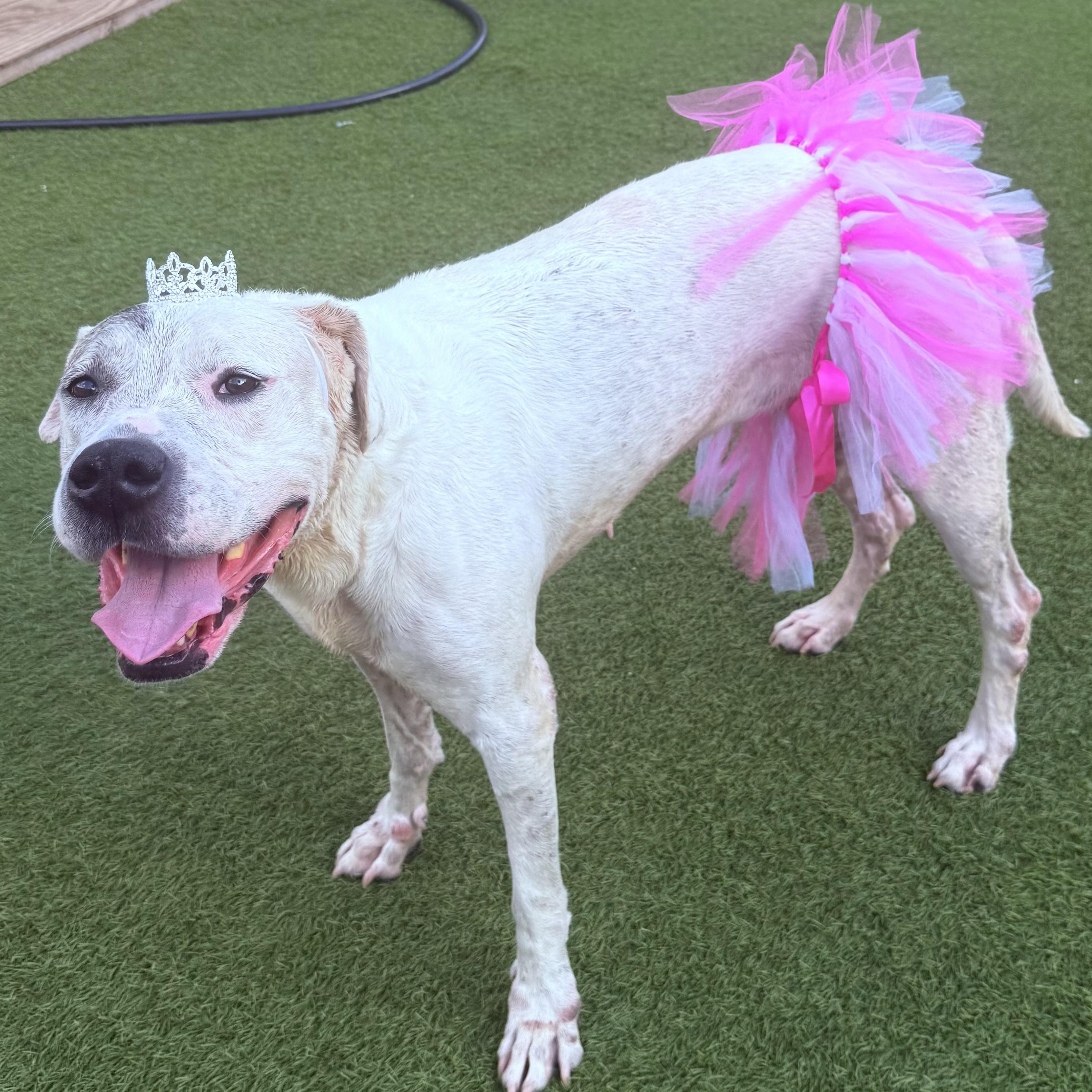 Lily, an adoptable Dogo Argentino, Great Dane in Calumet, MI, 49913 | Photo Image 2