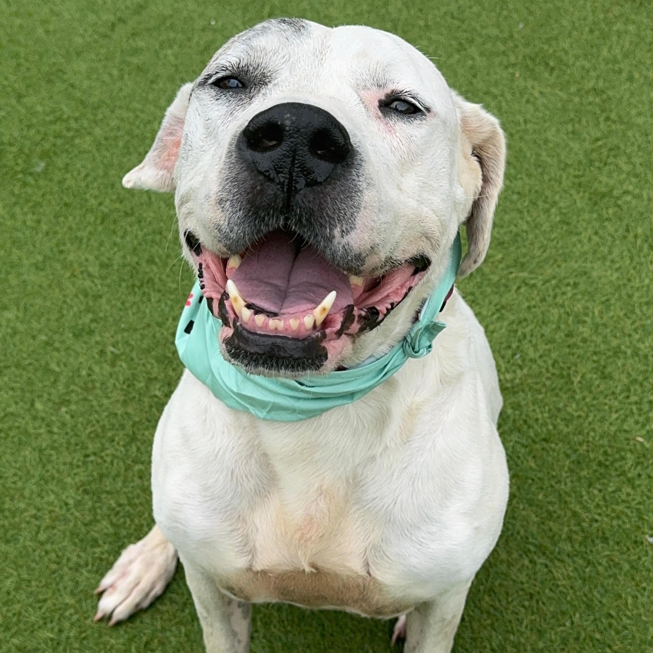 Lily, an adoptable Dogo Argentino, Great Dane in Calumet, MI, 49913 | Photo Image 6