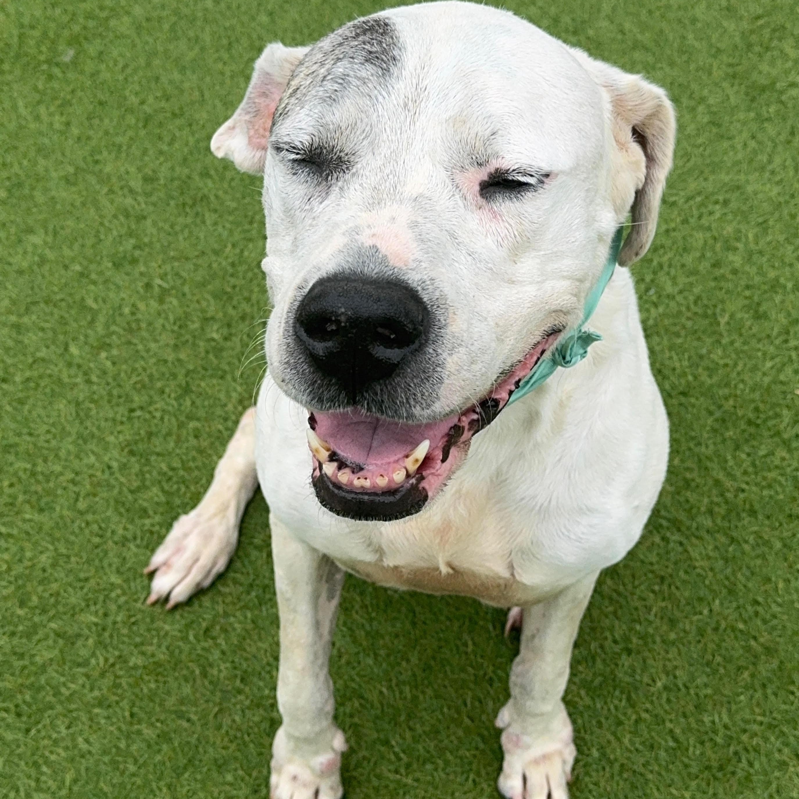 Lily, an adoptable Dogo Argentino, Great Dane in Calumet, MI, 49913 | Photo Image 3