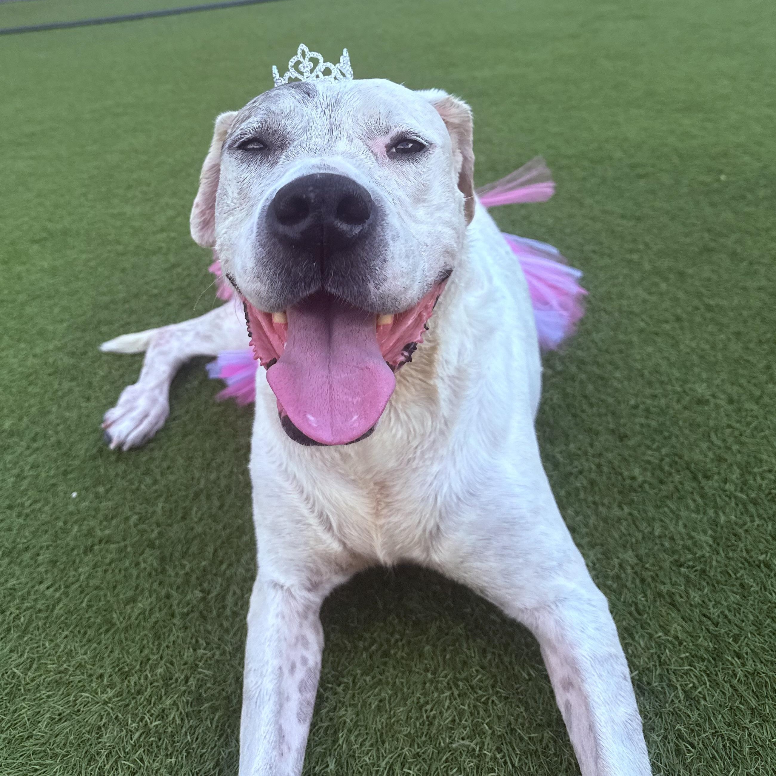 Lily, an adoptable Dogo Argentino, Great Dane in Calumet, MI, 49913 | Photo Image 1