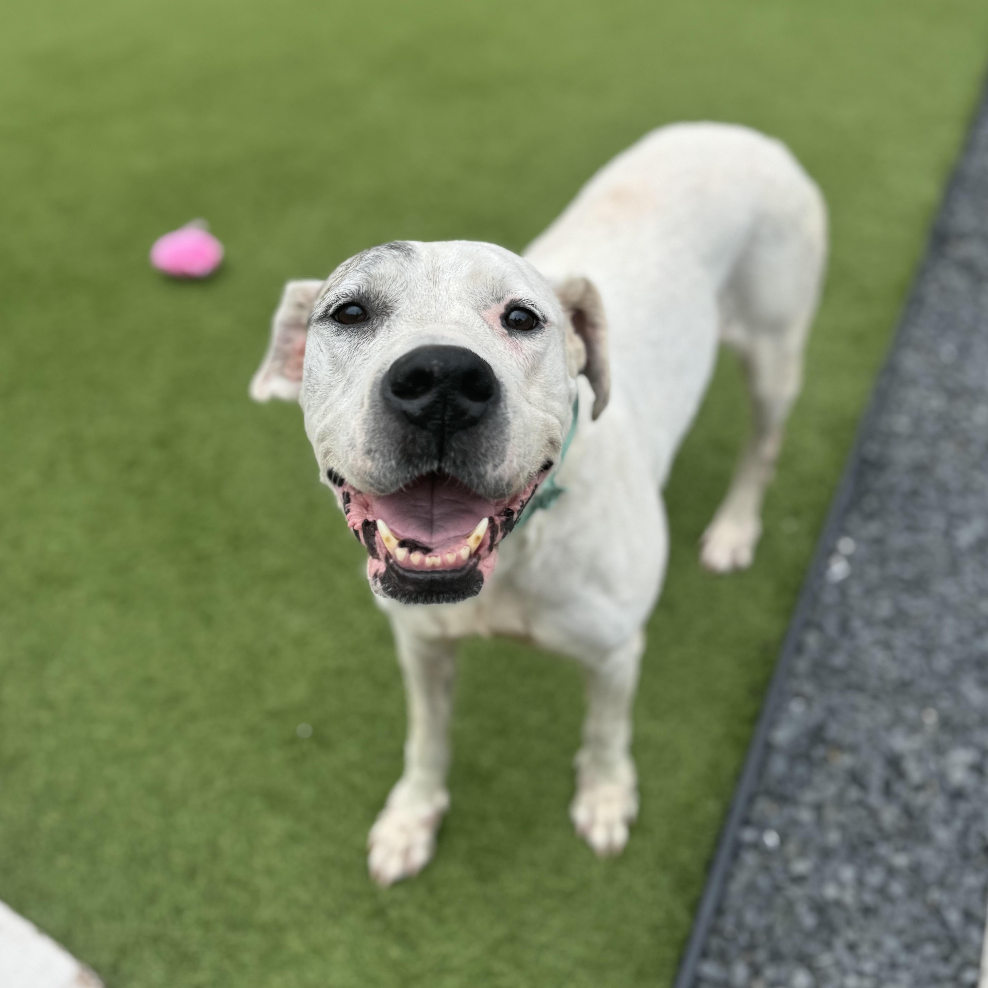 Lily, an adoptable Dogo Argentino, Great Dane in Calumet, MI, 49913 | Photo Image 4