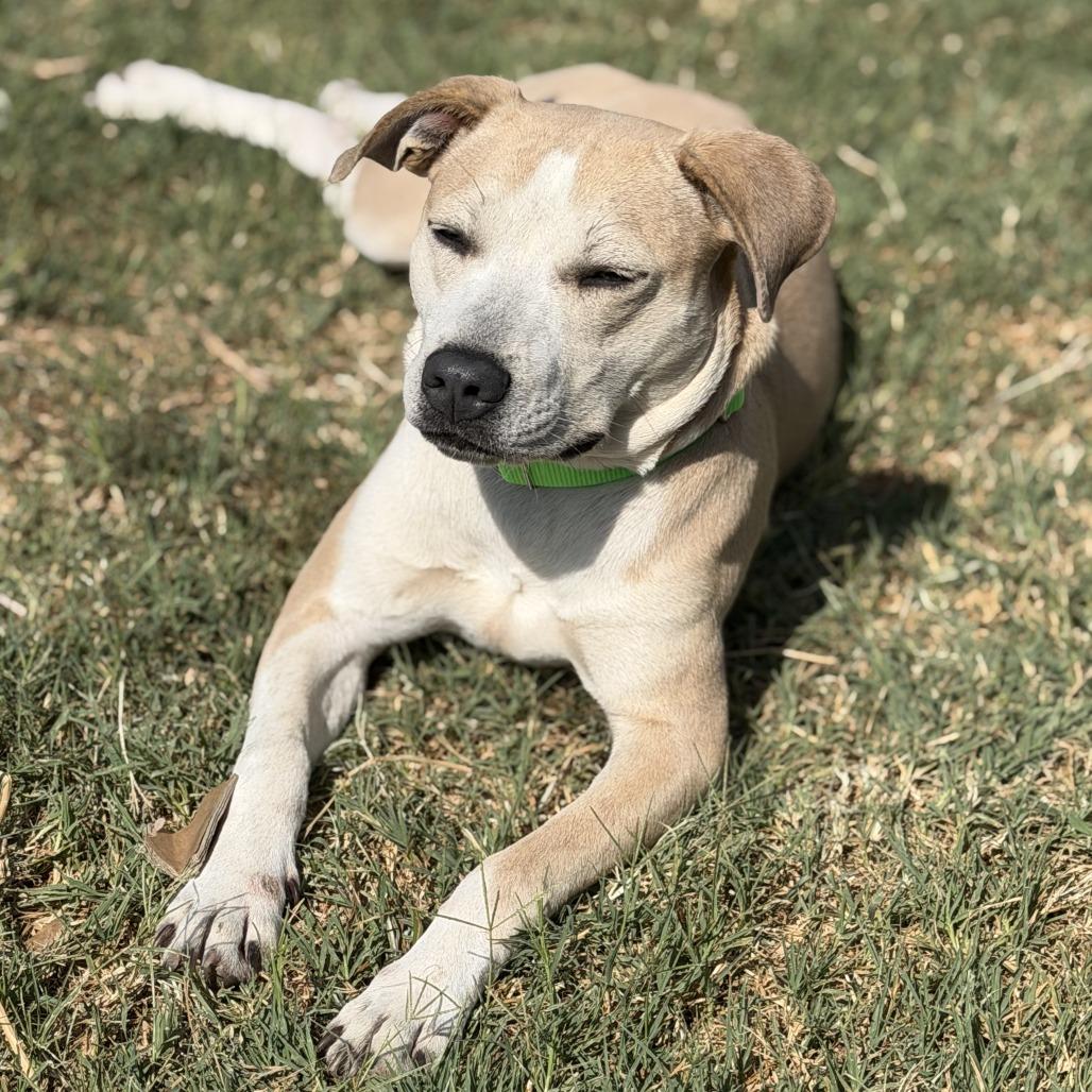 Annie, Adoptable, Young Female Pit Bull Terrier & Mixed Breed.
