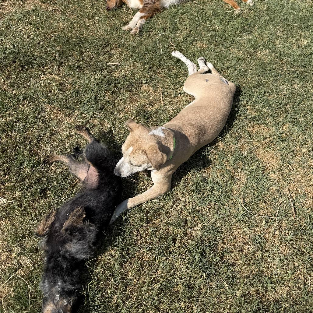 Enlarge Annie, a Adoptable mixed breed in Fayetteville, AR image 2/6