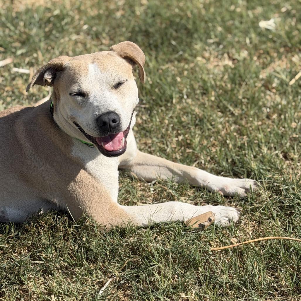 Enlarge Annie, a Adoptable mixed breed in Fayetteville, AR image 3/6