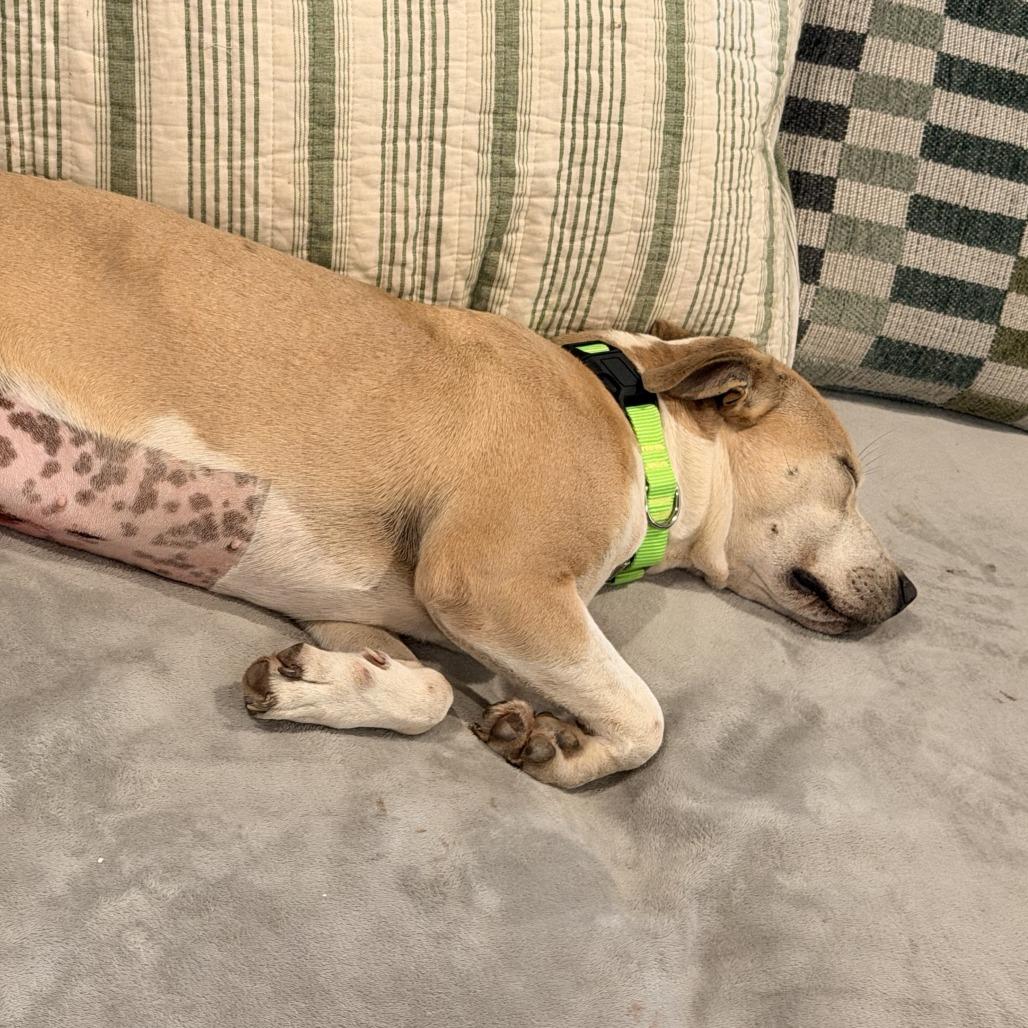 Enlarge Annie, a Adoptable mixed breed in Fayetteville, AR image 4/6
