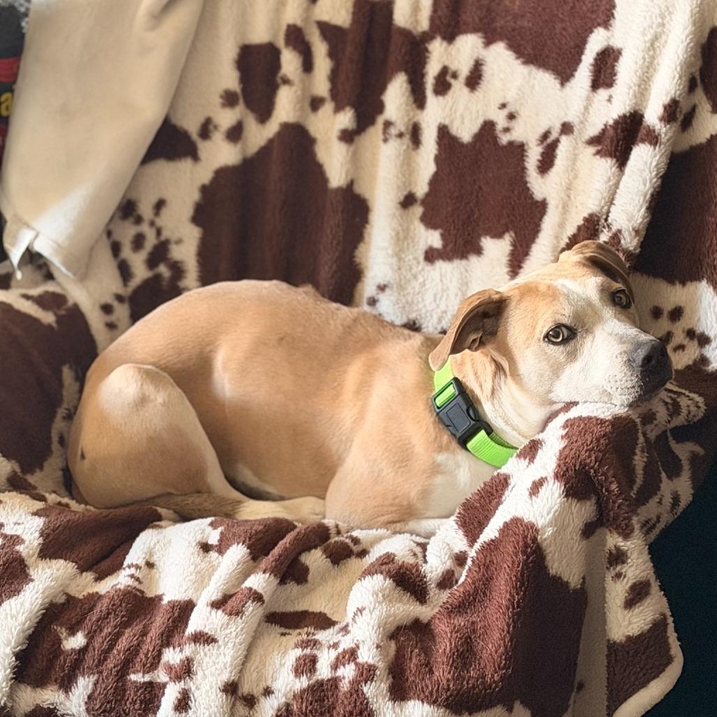 Enlarge Annie, a Adoptable mixed breed in Fayetteville, AR image 5/6